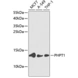 Western Blot - Anti-PHPT1 Antibody (A88220) - Antibodies.com
