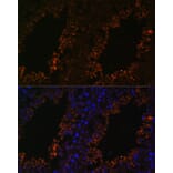 Immunofluorescence - Anti-TPD52L3 Antibody (A88221) - Antibodies.com