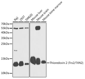 Western Blot - Anti-Thioredoxin 2 Antibody (A88222) - Antibodies.com