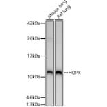 Western Blot - Anti-HOPX/HOD Antibody (A88224) - Antibodies.com