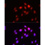 Immunofluorescence - Anti-HOPX/HOD Antibody (A88224) - Antibodies.com