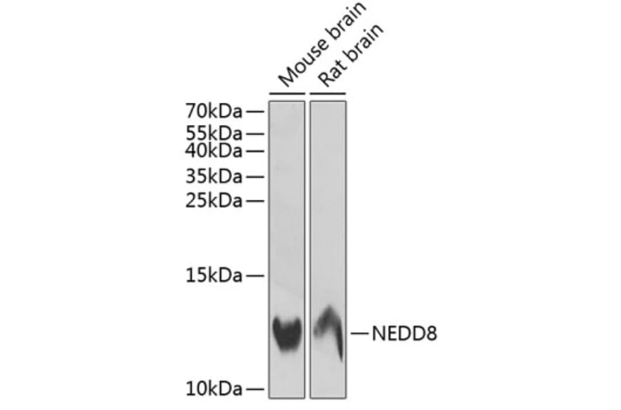 Western Blot - Anti-NEDD8 Antibody (A88225) - Antibodies.com