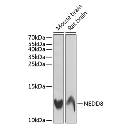 Western Blot - Anti-NEDD8 Antibody (A88225) - Antibodies.com