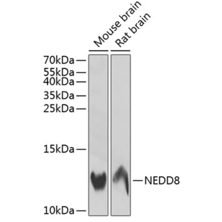 Western Blot - Anti-NEDD8 Antibody (A88225) - Antibodies.com
