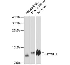 Western Blot - Anti-Dynein Antibody (A88226) - Antibodies.com