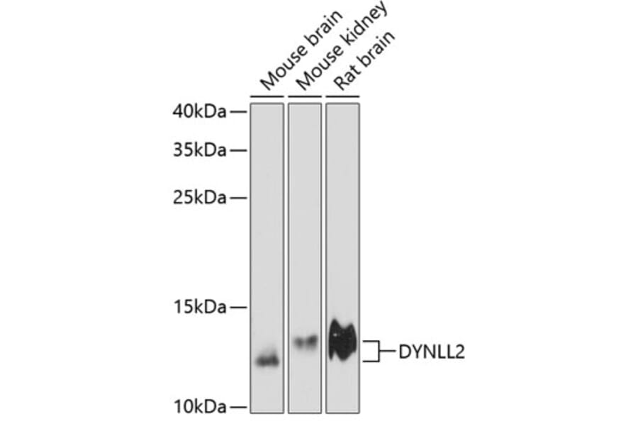Western Blot - Anti-Dynein Antibody (A88226) - Antibodies.com