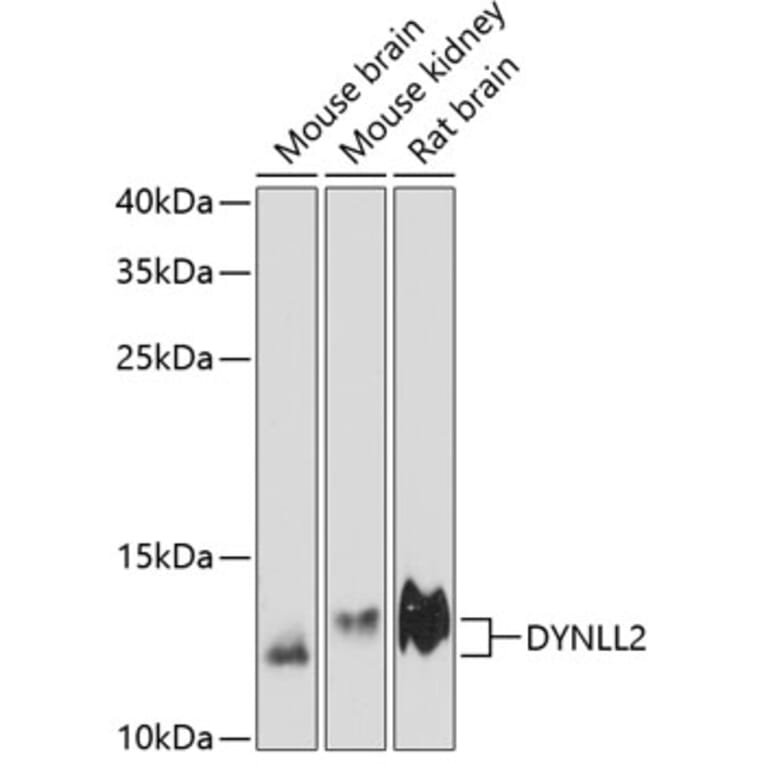 Western Blot - Anti-Dynein Antibody (A88226) - Antibodies.com
