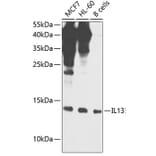 Western Blot - Anti-IL-13 Antibody (A88228) - Antibodies.com