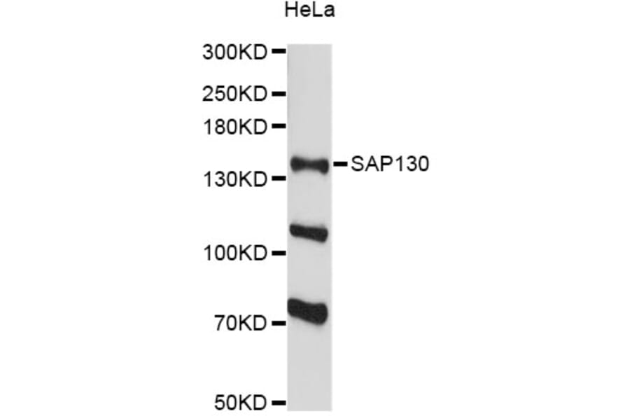 Western Blot - Anti-SAP130 Antibody (A13898) - Antibodies.com