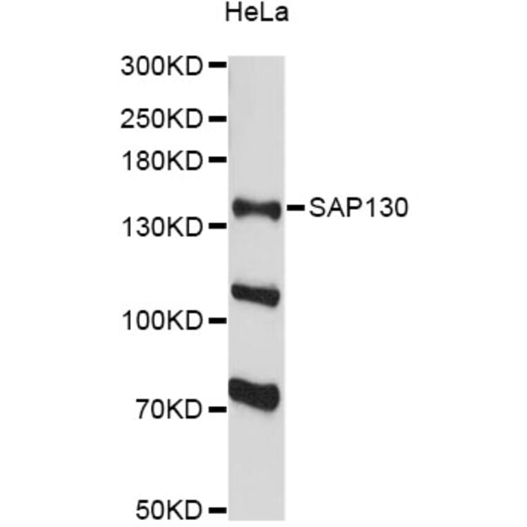 Western Blot - Anti-SAP130 Antibody (A13898) - Antibodies.com