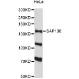 Western Blot - Anti-SAP130 Antibody (A13898) - Antibodies.com