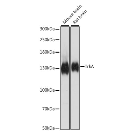 Western Blot - Anti-TrkA Antibody (A88235) - Antibodies.com