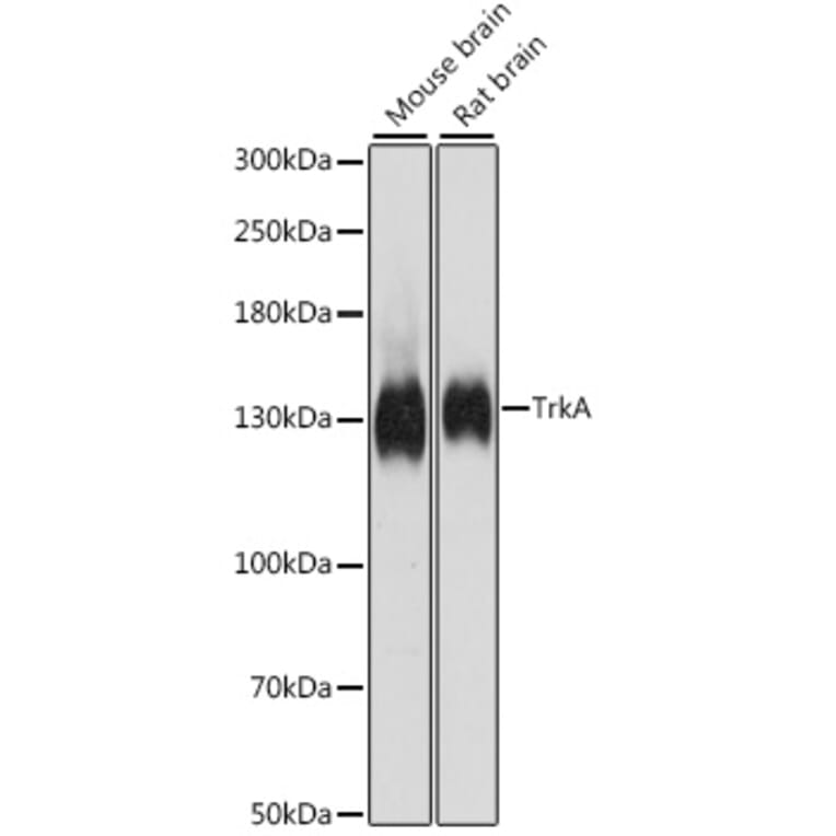 Western Blot - Anti-TrkA Antibody (A88235) - Antibodies.com