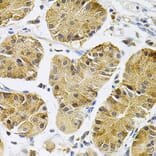 Immunohistochemistry - Anti-TrkA Antibody (A88235) - Antibodies.com