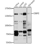 Western Blot - Anti-CBF Antibody (A88237) - Antibodies.com