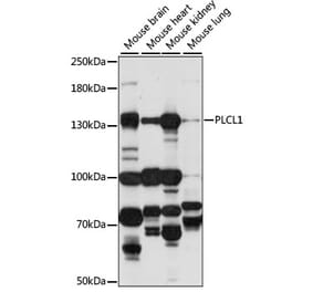 Western Blot - Anti-PLCL1 Antibody (A88239) - Antibodies.com