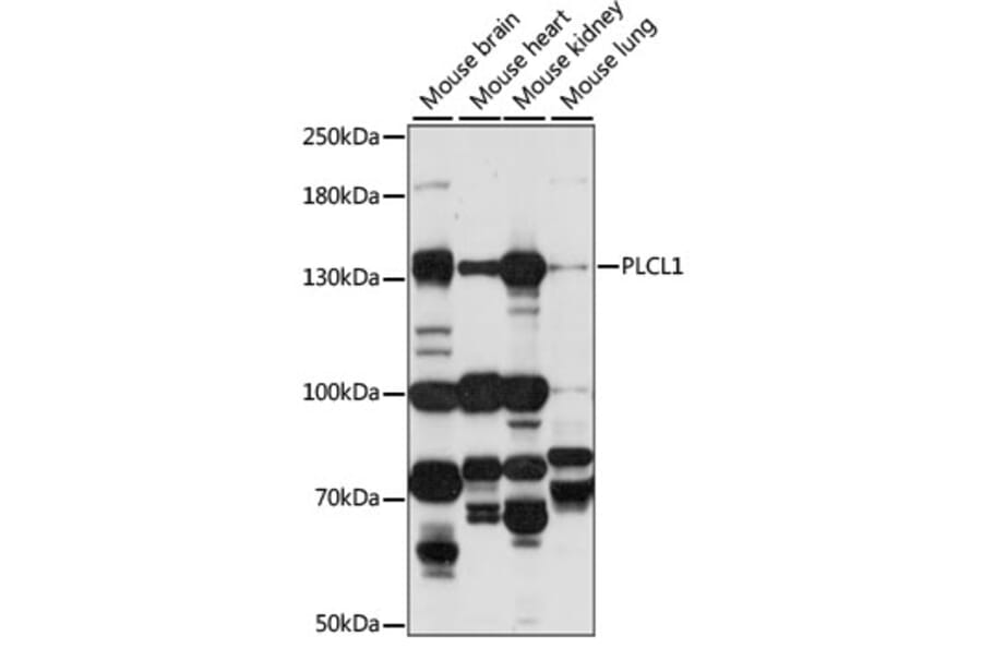 Western Blot - Anti-PLCL1 Antibody (A88239) - Antibodies.com