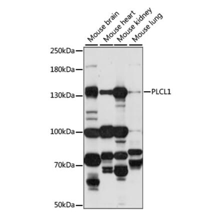 Western Blot - Anti-PLCL1 Antibody (A88239) - Antibodies.com