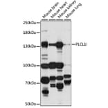 Western Blot - Anti-PLCL1 Antibody (A88239) - Antibodies.com