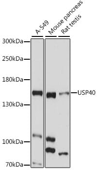 Western blot analysis of extracts of various cell lines, using Anti-USP40 Antibody (A15856) at 1:1,000 dilution.
Secondary antibody: Goat Anti-Rabbit IgG (H+L) (HRP) (AS014) at 1:10,000 dilution.
Lysates / proteins: 25µg per lane.
Blocking buffer: 3% non-fat dry milk in TBST.
Detection: ECL Basic Kit (RM00020).
Exposure time: 30s.