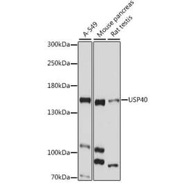 Western Blot - Anti-USP40 Antibody (A88240) - Antibodies.com