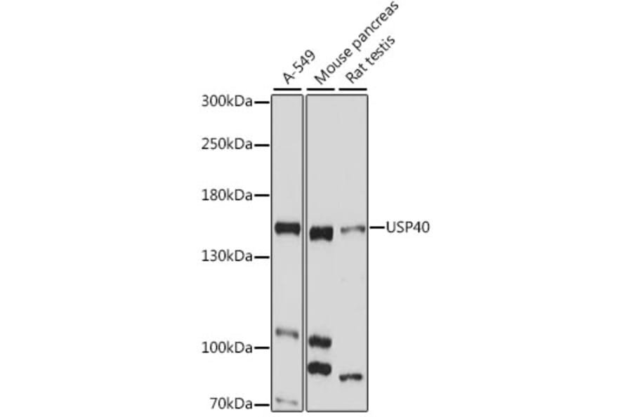 Western Blot - Anti-USP40 Antibody (A88240) - Antibodies.com