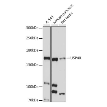 Western Blot - Anti-USP40 Antibody (A88240) - Antibodies.com
