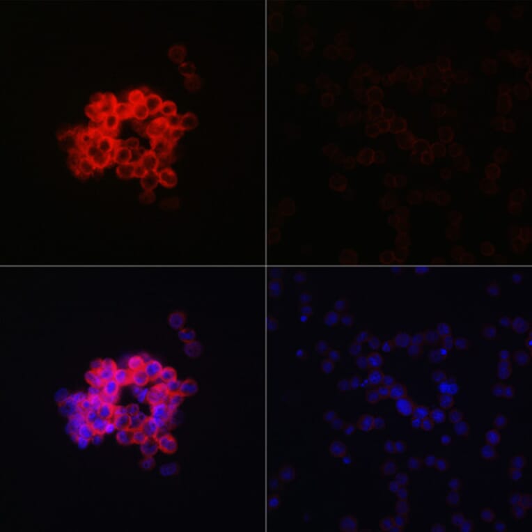Immunofluorescence - Anti-MDA5 Antibody (A88241) - Antibodies.com