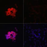 Immunofluorescence - Anti-MDA5 Antibody (A88241) - Antibodies.com