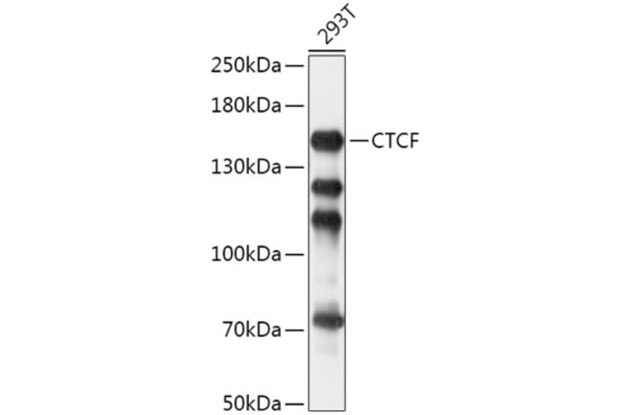 Western Blot - Anti-CTCF Antibody (A88242) - Antibodies.com