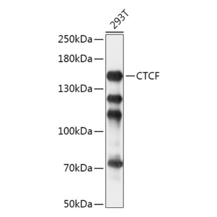 Western Blot - Anti-CTCF Antibody (A88242) - Antibodies.com
