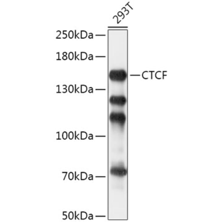 Western Blot - Anti-CTCF Antibody (A88242) - Antibodies.com