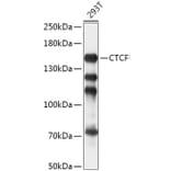 Western Blot - Anti-CTCF Antibody (A88242) - Antibodies.com