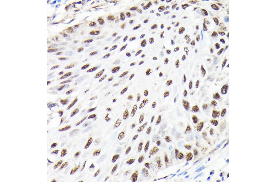 Immunohistochemistry - Anti-CTCF Antibody (A88242) - Antibodies.com