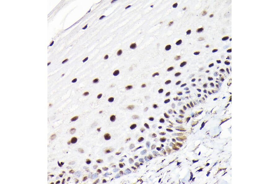 Immunohistochemistry - Anti-CTCF Antibody (A88242) - Antibodies.com