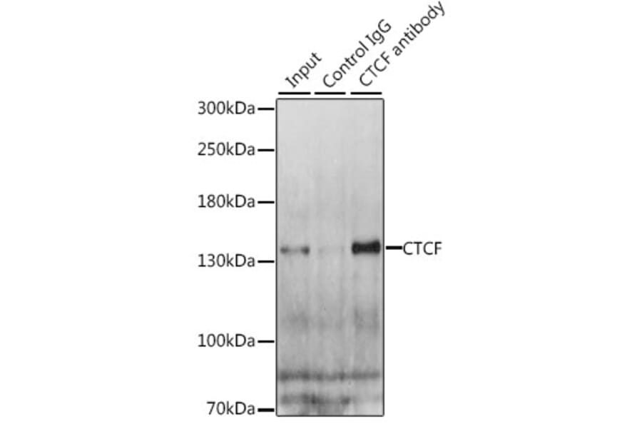 Western Blot - Anti-CTCF Antibody (A88242) - Antibodies.com