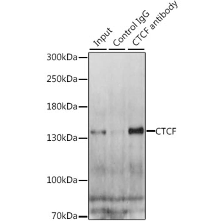 Western Blot - Anti-CTCF Antibody (A88242) - Antibodies.com