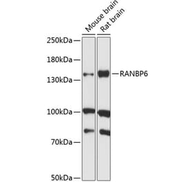 Western Blot - Anti-RANBP6 Antibody (A88244) - Antibodies.com