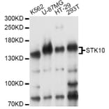 Western Blot - Anti-STK10 Antibody (A14257) - Antibodies.com