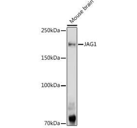 Western Blot - Anti-Jagged1 Antibody (A88247) - Antibodies.com