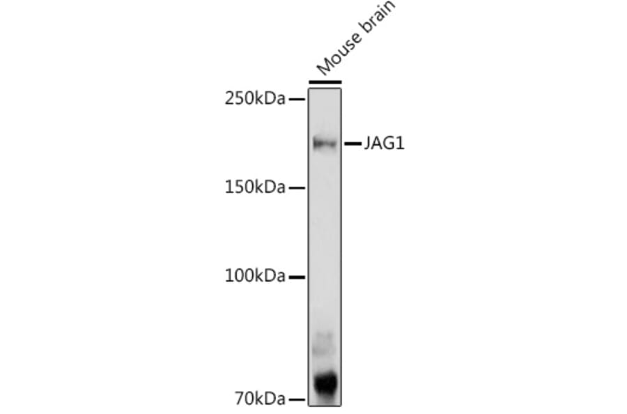 Western Blot - Anti-Jagged1 Antibody (A88247) - Antibodies.com