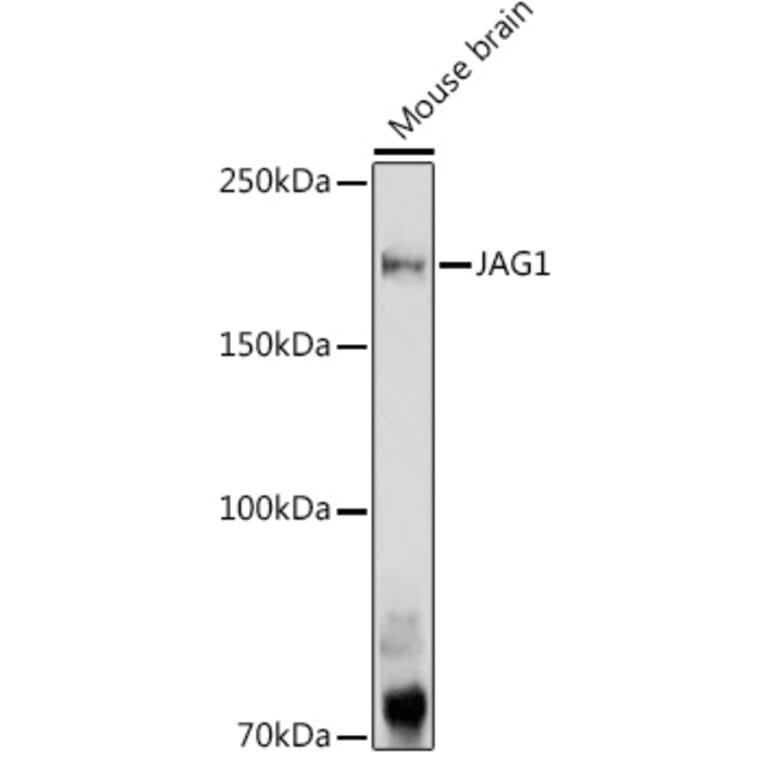 Western Blot - Anti-Jagged1 Antibody (A88247) - Antibodies.com