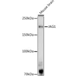 Western Blot - Anti-Jagged1 Antibody (A88247) - Antibodies.com