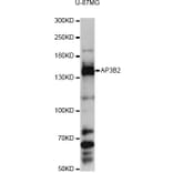 Western Blot - Anti-AP3B2 Antibody (A13809) - Antibodies.com