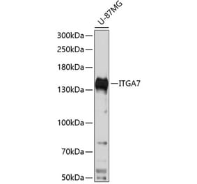 Western Blot - Anti-ITGA7 Antibody (A88249) - Antibodies.com