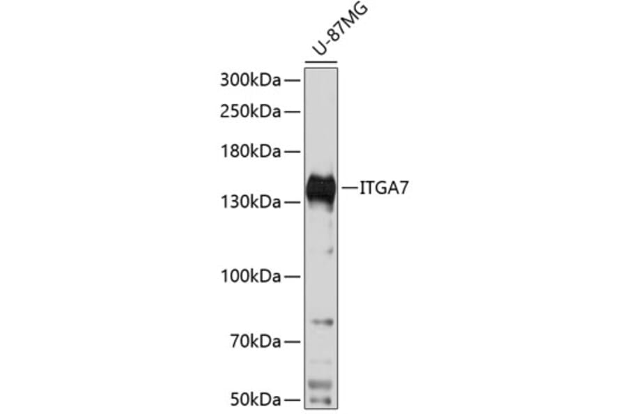Western Blot - Anti-ITGA7 Antibody (A88249) - Antibodies.com