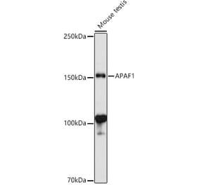 Western Blot - Anti-APAF1 Antibody (A88251) - Antibodies.com