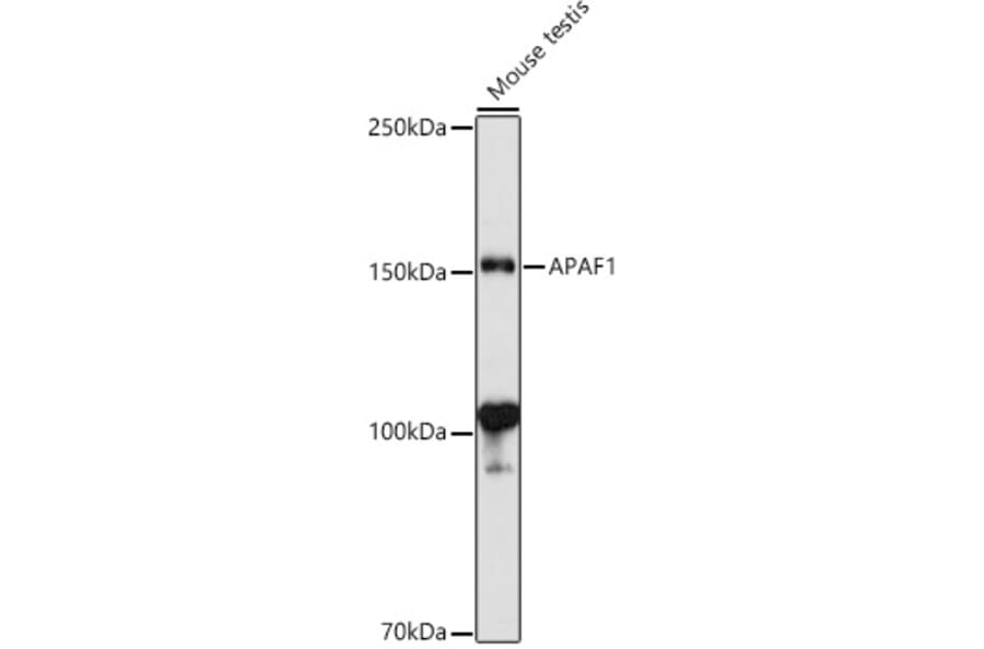 Western Blot - Anti-APAF1 Antibody (A88251) - Antibodies.com