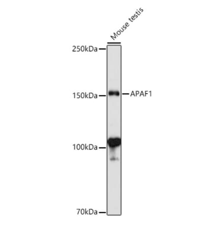 Western Blot - Anti-APAF1 Antibody (A88251) - Antibodies.com