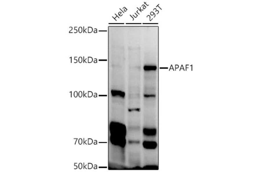 Western Blot - Anti-APAF1 Antibody (A88251) - Antibodies.com